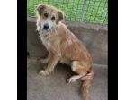FENDI DOLCEZZA DA COCCOLARE CAGNOLINA IN ADOZIONE