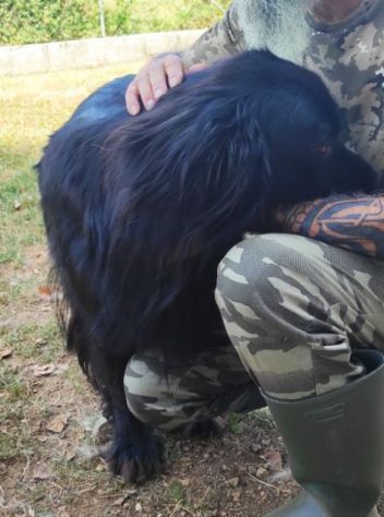 CANE IN ADOZIONE: NADAL, adorabile tenerone.