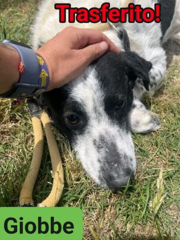 GIOBBE CAGNOLINO IN ADOZIONE - Foto 6