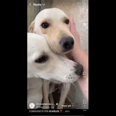 CARLOS SIMIL LABRADOR IN MINIATURA CUCCIOLO IN ADOZIONE - Foto 7