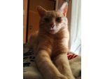 🐾 Zero stress, tante coccole: il tuo gatto felice a casa sua! 🐱