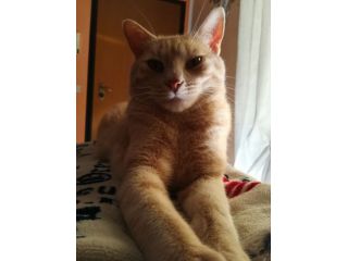 🐾 Zero stress, tante coccole: il tuo gatto felice a casa sua! 🐱