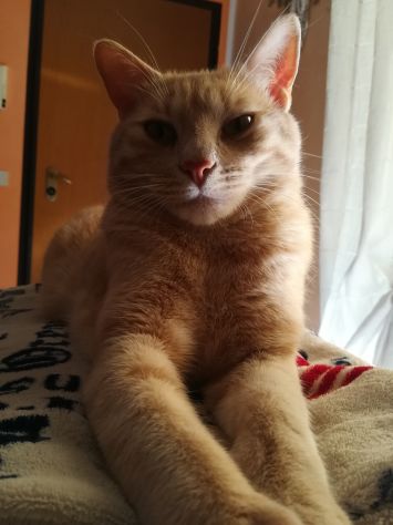 🐾 Zero stress, tante coccole: il tuo gatto felice a casa sua! 🐱