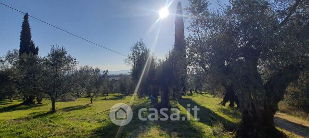 Tuoro sul Trasimeno vendesi terreno agricolo 10000 Mq - Foto 4