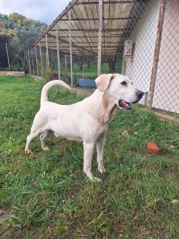 THOR DOLCE E SOCIEVOLE CANE IN ADOZIONE TG MEDIA - Foto 7
