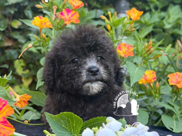 Cuccioli Barboncino Toy – Genitori Testati e Campioni - Foto 2