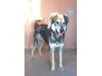 Seth bellissimo cucciolone in canile. In adozione