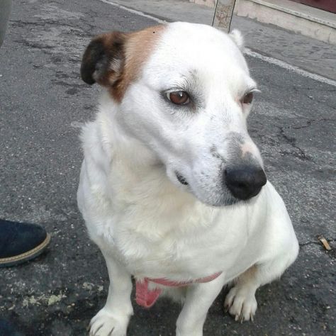 LILLA, cagnolina simpaticissima - Foto 2