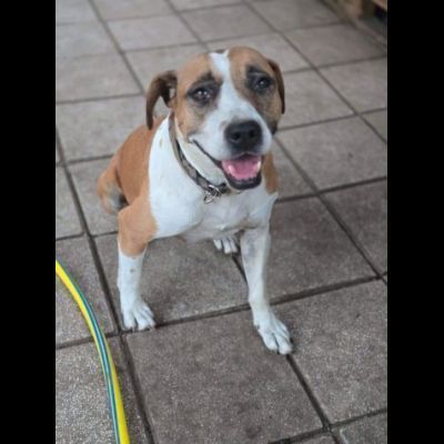 MALAWI, ADORABILE CAGNOLINA IN ADOZIONE - Foto 6