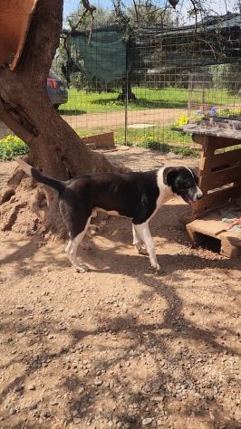 Mix Pitbull maschio 12mesi SOS CASA COSENZA - Foto 3