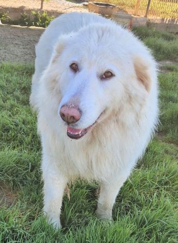 Molly,non deve spegnersi in canile... - Foto 4