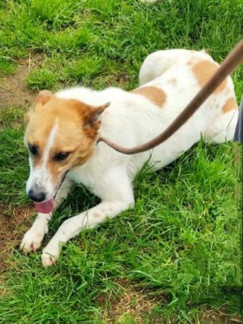 CATELLO: cagnolino in adozione - Foto 10