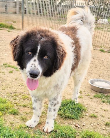 MARGOT,MERITA UNA MERAVIGLIOSA ADOZIONE! - Foto 7