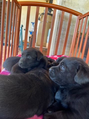 Labrador Retriever con Pedigree - Foto 3