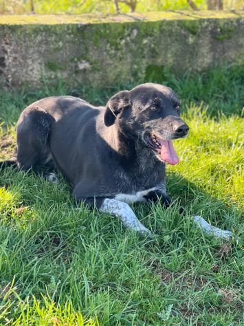 Cane in adozione. ZEUS: UNA VITA IN CANILE - Foto 4