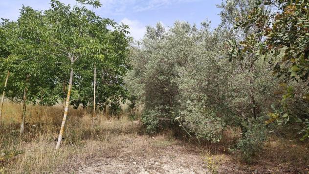 Agricolo in vendita a Noto - Foto 4