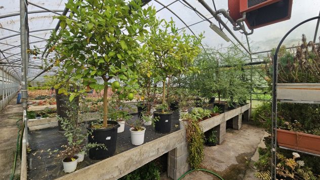 Piante da interno - Foto 2
