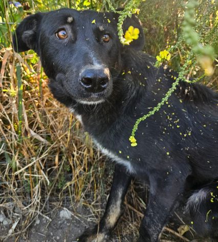 Carlo: timido, dolce, socievole, affettuoso - Foto 3
