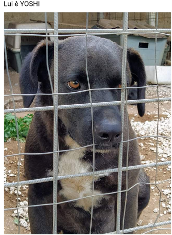Yoshi 5anni nero dietro la rete la rassegnazione nei suoi occhi SOS SICILIA