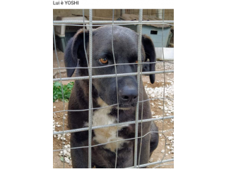 Yoshi 5anni nero dietro la rete la rassegnazione nei suoi occhi SOS SICILIA