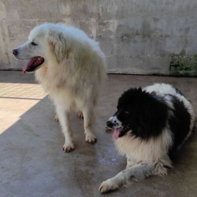 DUE MERAVIGLIE DIMENTICATE, CANI IN ADOZIONE - Foto 7