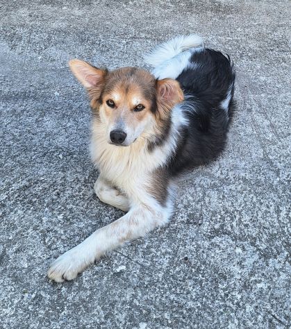 Kaan 8 mesi mix border collie - Foto 4