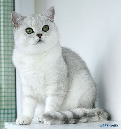 Fanfulla british shorthair bianco