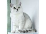 Fanfulla british shorthair bianco