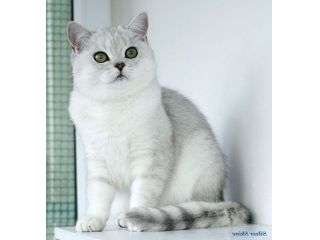 Fanfulla british shorthair bianco