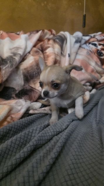 Chihuahua cuccioli toy - Foto 6