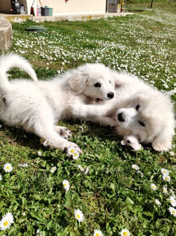 Punch: cucciolo ipovedente taglia grande - Foto 8
