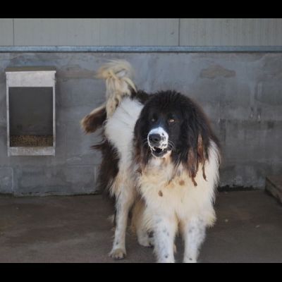 DUE MERAVIGLIE DIMENTICATE, CANI IN ADOZIONE - Foto 2
