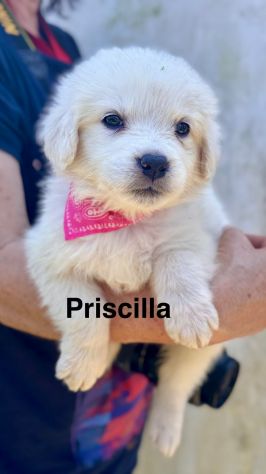 Cuccioli di maremmano - Foto 5