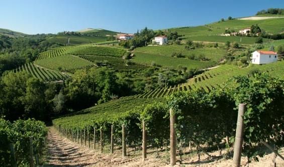 Azienda a MOSCATO - Vicinanze Alba - Foto 3