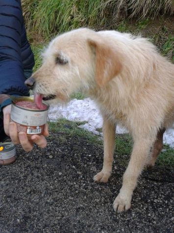 EMY, dolce cagnolina che vive per strada - Foto 2