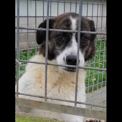IL TEMPO PERDUTO DI DOC, CANE IN ADOZIONE