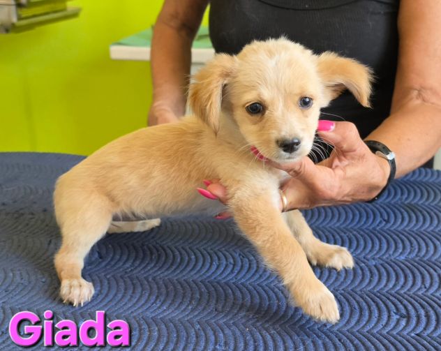 GIADA,cucciola mix volpino breton - Foto 10