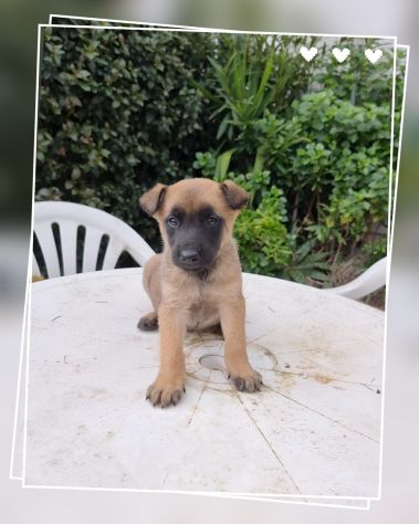 Allevamento Pastore Belga Malinois Puglia Basilicata Campania