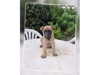 Allevamento Pastore Belga Malinois Puglia Basilicata Campania