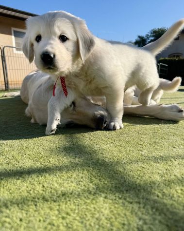 CUCCIOLI DI GOLDEN RETRIEVER - Foto 2
