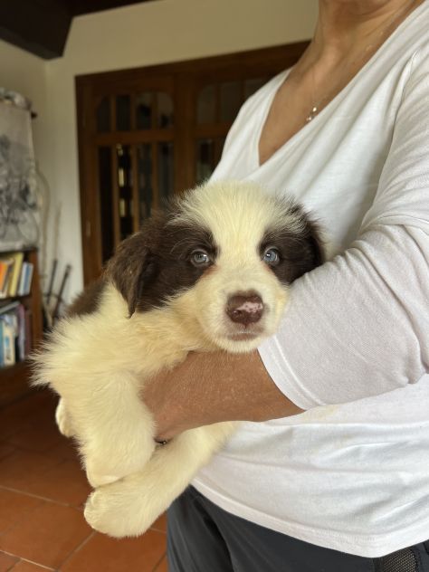 Cuccioli di Border Collie di alta genealogia - Foto 4