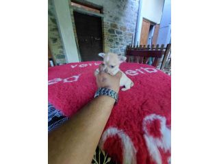 Chihuahua taglia mini