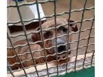 KARIN PICCOLA DELIZIOSA MAMMINA, CANE IN ADOZIONE