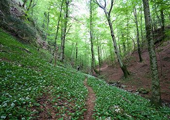 GIFFONI SEI CASALI - LOC. PREPEZZANO - BOSCO CEDUO DI 75000MQ - Foto 7