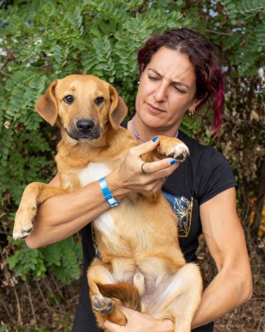 BOBBY, 6 MESI E MEZZO (14/03/26), TAGLIA MEDIA, TROVATO VAGANTE PER LA PIAZZA - Foto 2