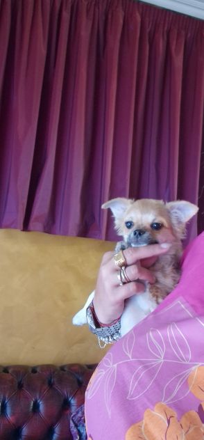 Chihuahua pelo corto crema - Foto 4