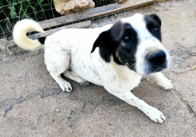 Cucciolone da sogno cerca ancora casa - Foto 8