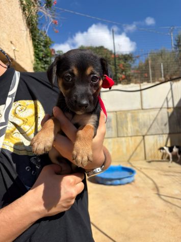 CARAMELLO, LEONE, BALOO, GINEVRA E MARTINA,80 GIORNI: CERCANO CASA! - Foto 10