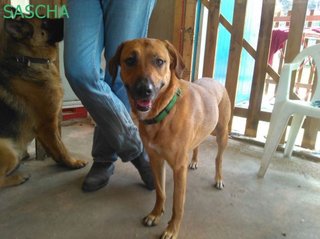 SASHA, dolce e giovane cagnolina - Foto 2