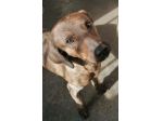 RUDY, CAGNOLINO IN ADOZIONE